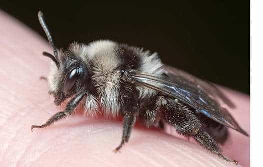 Abeille des sables cendrée
