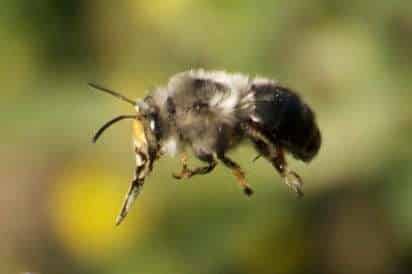 Abeille du bleuet du sud-est