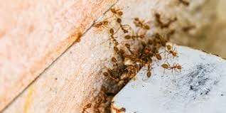 Abeilles, fourmis et insectes nuisibles dans une maison, service de désinfestation professionnel au Québec, élimination des nuisibles, lutte anti-insectes pour un environnement sans insectes.