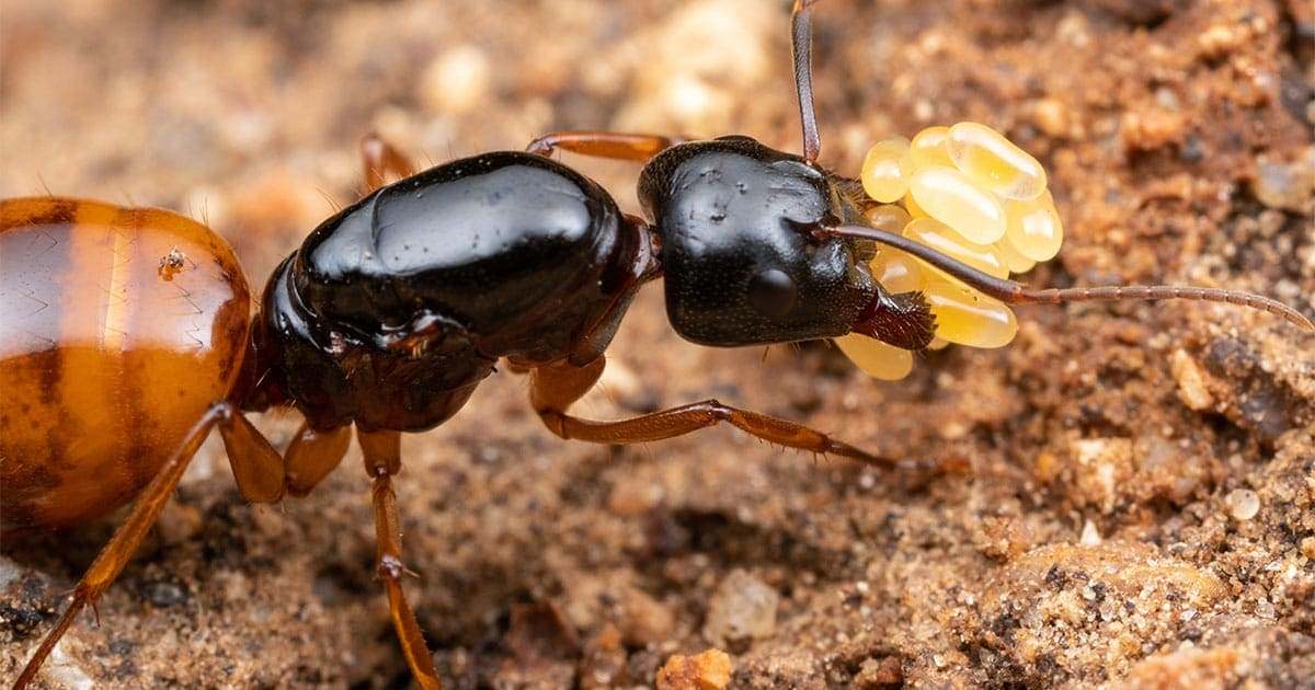 Chambre à souris avec fourmis et œufs jaunes dans le sol de la maison, contrôle des nuisibles, extermination d'insectes, service professionnel en pest control au Québec, Société SOS Extermination.