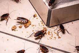 Deadly cockroaches extermination service in Montreal, expert pest control solutions for homes and businesses. Fast, reliable, and eco-friendly ant and roach removal.