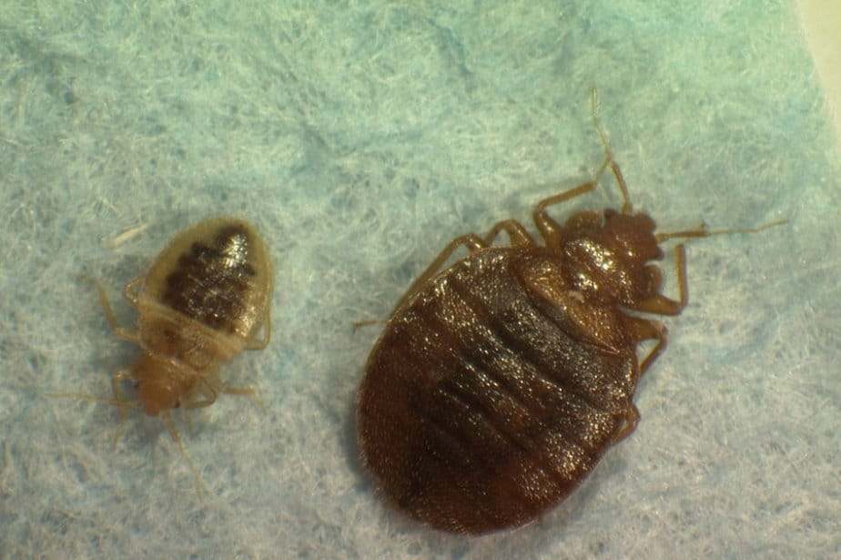 Insectes nuisibles, extermination de punaises de lit, service de lutte antiparasitaire, contrôle pest, solution contre insectes, SOS Extermination, désinsectisation professionnelle.