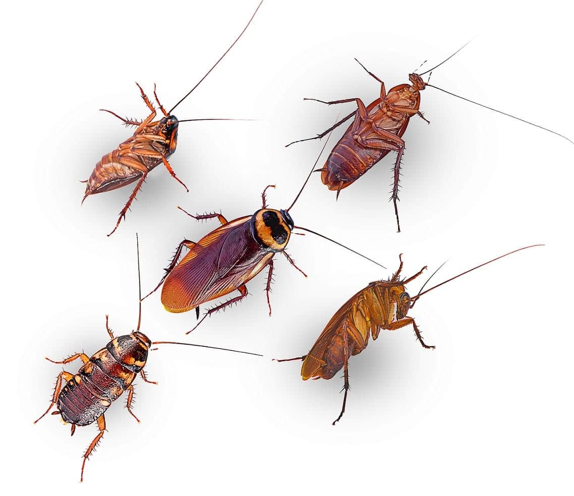 Extermination de cafards et punaises de lit, contrôle antiparasitaire professionnel, services pest control, lutte contre les insectes nuisibles, solution anti-insectes confiée par SOS Extermination.