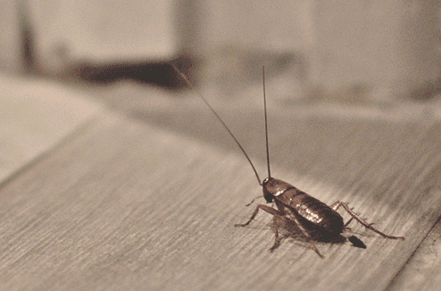 Insecte nuisible sur une surface en bois, service d'extermination anti-arthropodes, élimination de cafards et de punaises, solution professionnelle SOS Extermination.