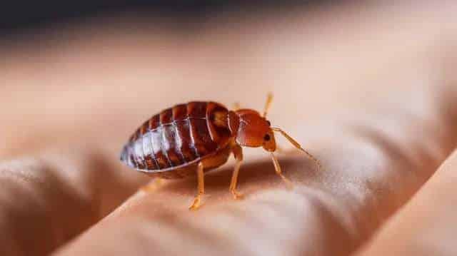 Miniature cafard commun sur la peau humaine, service d'extermination de nuisibles, élimination des insectes, lutte antiparasitaire professionnelle.