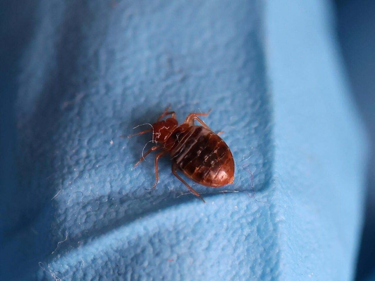 Petit insecte scarabée ou puce de lit sur une surface bleue, infestations de nuisibles, services d'extermination efficaces, élimination des punaises de lit.