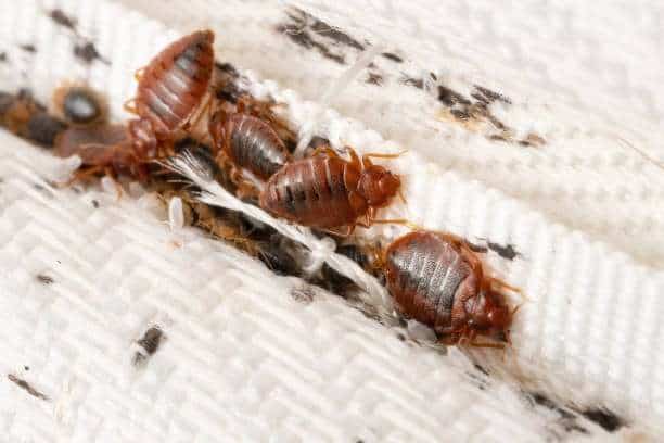 Aben pest control with bed bugs removal services showing close-up of bed bugs on fabric.