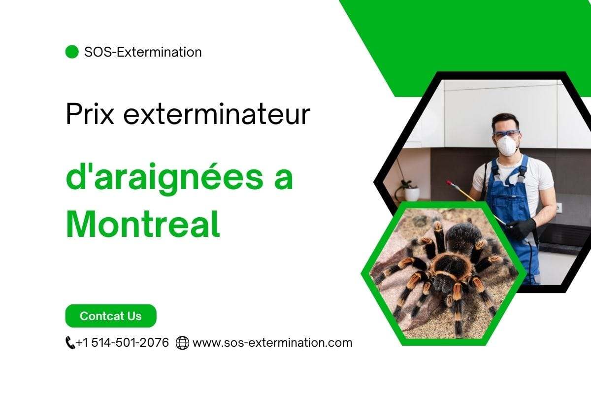 Exterminateur d'araignées à Montréal, service professionnel de lutte antiparasitaire pour éliminer efficacement les araignées dans votre maison ou entreprise.