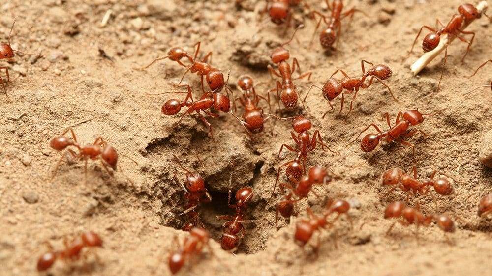 Ants en action près de leur nid dans la terre, service professionnel ant extermination pour éliminer les infestations rapidement.
