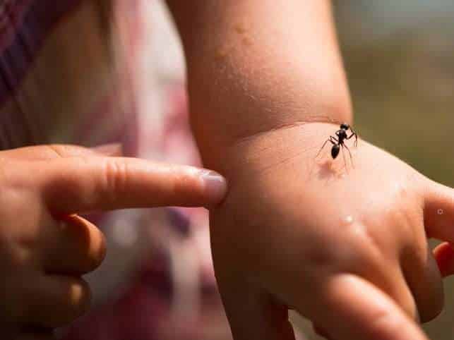Ant against a child's skin, pest control concept, insect infestation, targeted extermination, or prevention of pests in homes.
