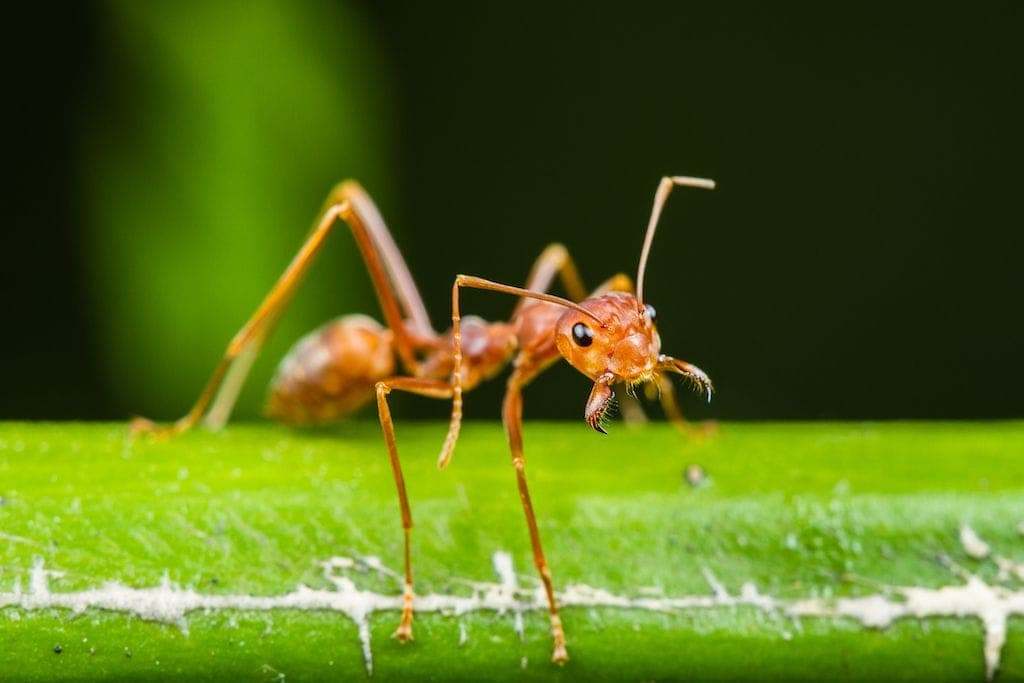Ant creature sur une branche verte, spécialiste de l'extermination des insectes, service professionnel d’éradication de nuisibles.