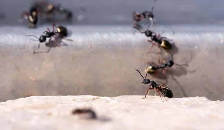Ants qui cherchent de la nourriture ou construisent leur nid, concept d'infestation de nuisibles, service professionnel de contrôle antiparasitaire.