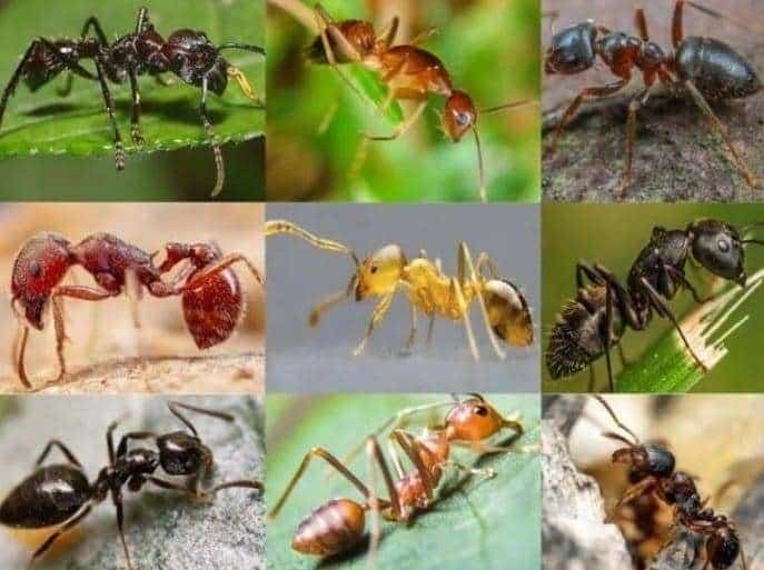 Ant antérieure de combat pour la lutte contre les nuisibles en extermination SOS.