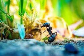 Ant ant carrying food on ground in natural outdoor environment, eco-friendly pest control, SOS Extermination services en pest intrus, lutte naturelle contre les insectes nuisibles.