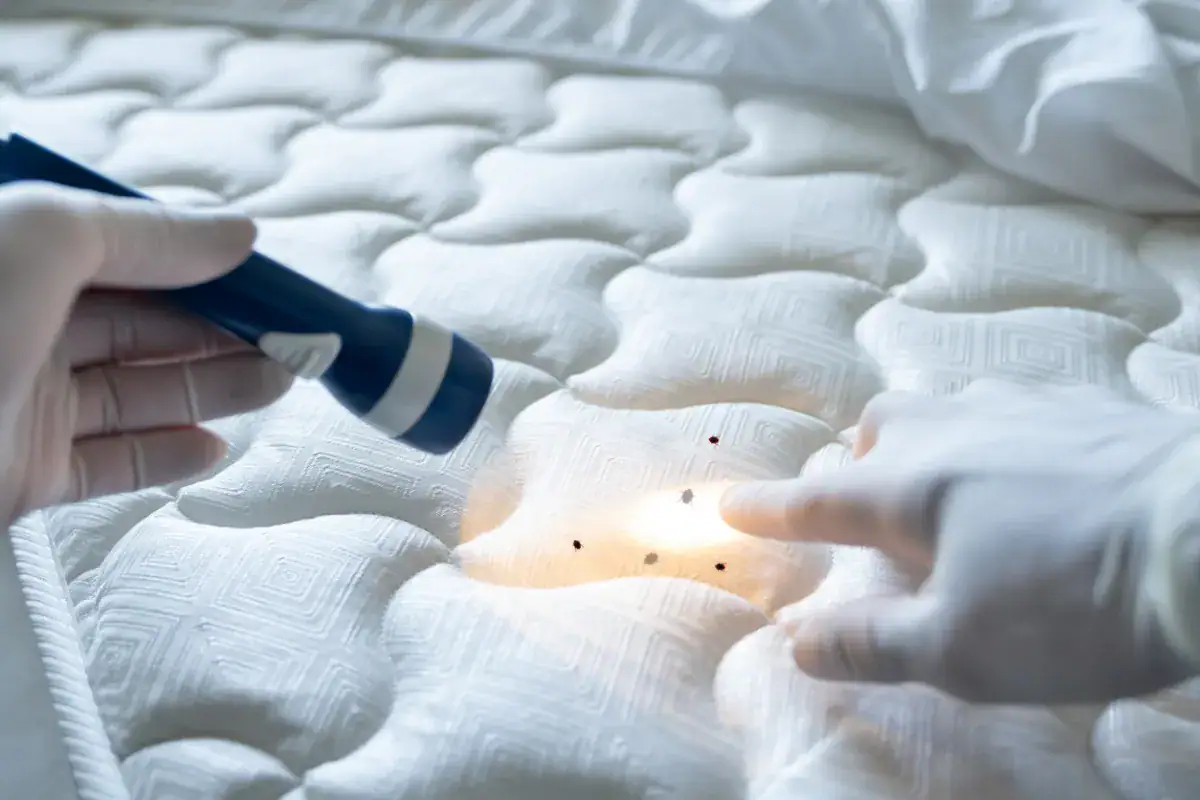 Mains portant des gants tenant une lumière UV pour détecter des acariens ou autres parasites sur un matelas.