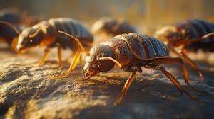 Abeilles et insectes nuisibles, solution de lutte professionnelle contre les infestations de parasites.