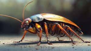 Microscopie d'une blatte, méthode d'extermination professionelle pour éliminer les nuisibles efficacement.