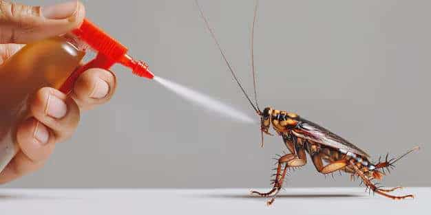 Désinsectisation professionnelle contre les insectes nuisibles, traitement antiparasitaire et extermination par SOS Extermination.