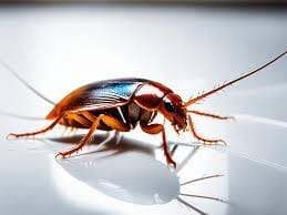 Cafard ou punaise de lit sur surface blanche, service d'extermination professionnel contre les nuisibles au Québec.