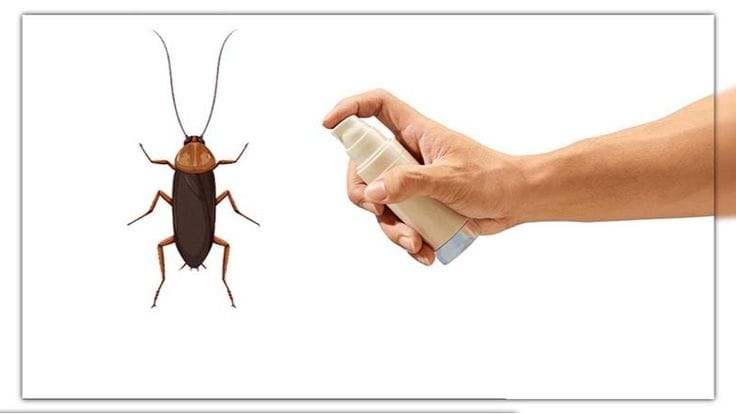 Insecte nuisible pulvérisé par une main humaine.