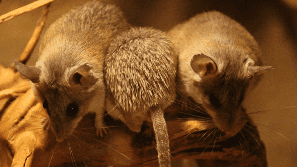 Rats et hérissons dans la nature, éviction de rongeurs, contrôle insectes nuisibles, services de dératisation, extermination de nuisibles, désinsectisation, contrôle antiparasitaire, élimination efficace des rongeurs, solutions professionnelles pour la pest control.