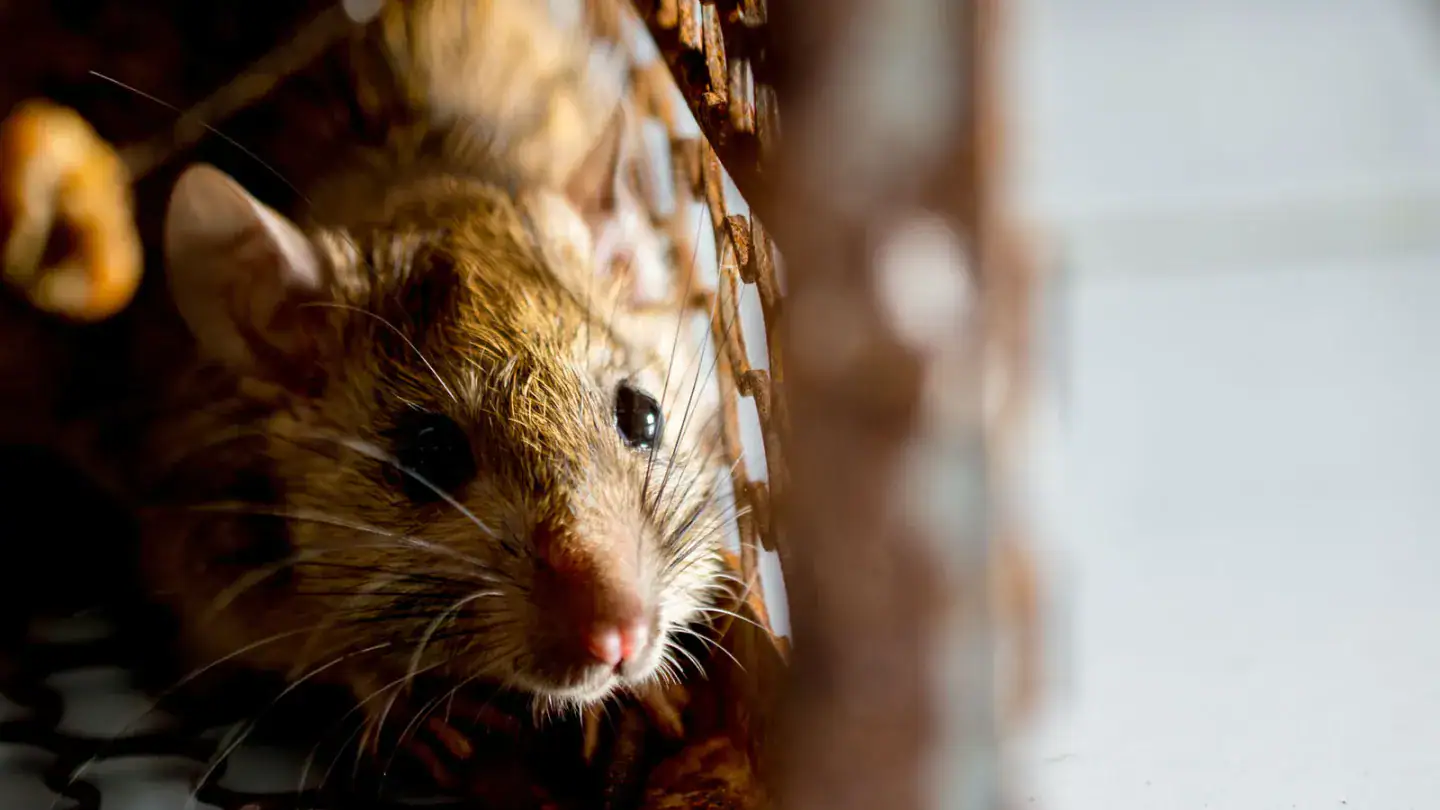 Rongeur animal (rat ou souris) dans une cage, service de dératisation professionnel, élimination des nuisibles, extermination rat et souris par SOS Extermination en Ontario.