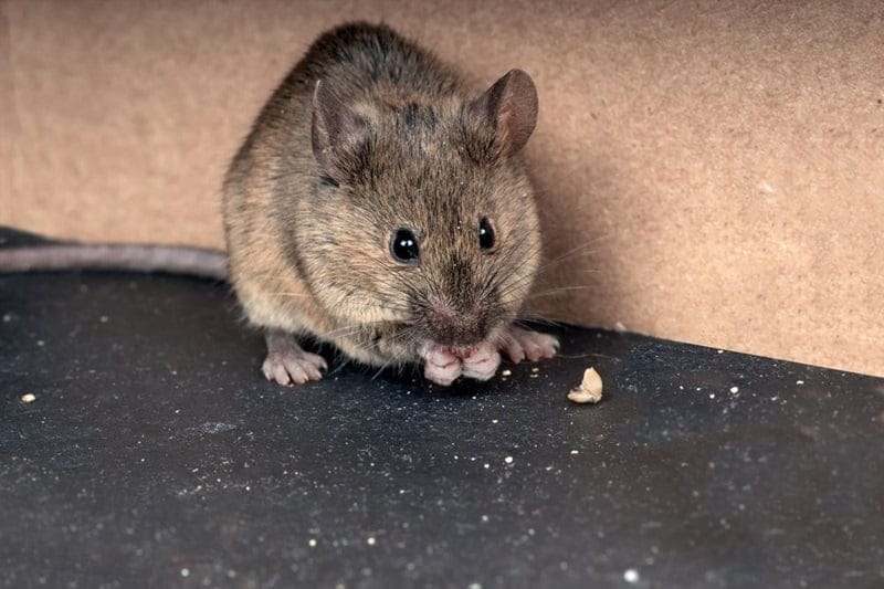Rongeur de maison, souris de compagnie, image d'une souris domestique à la recherche de nourriture dans un environnement intérieur.