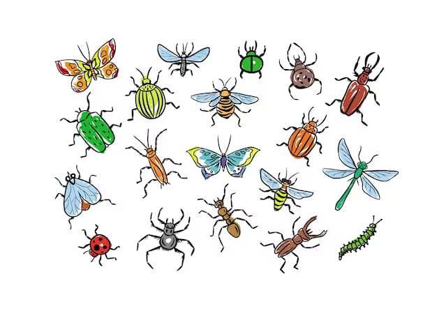 Mouches, insectes, bestioles, insectes nuisibles, insectes indésirables, gestion des parasites, extermination d'insectes, contrôle des insectes, pièges à insectes, insecticides efficaces, lutte contre les insectes, services anti-insectes, dératisation et extermination, élimination des insectes.