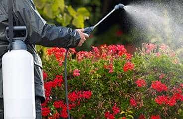 Spray antiparasitaire en extérieur pour éliminer les insectes nuisibles dans un jardin fleuri.