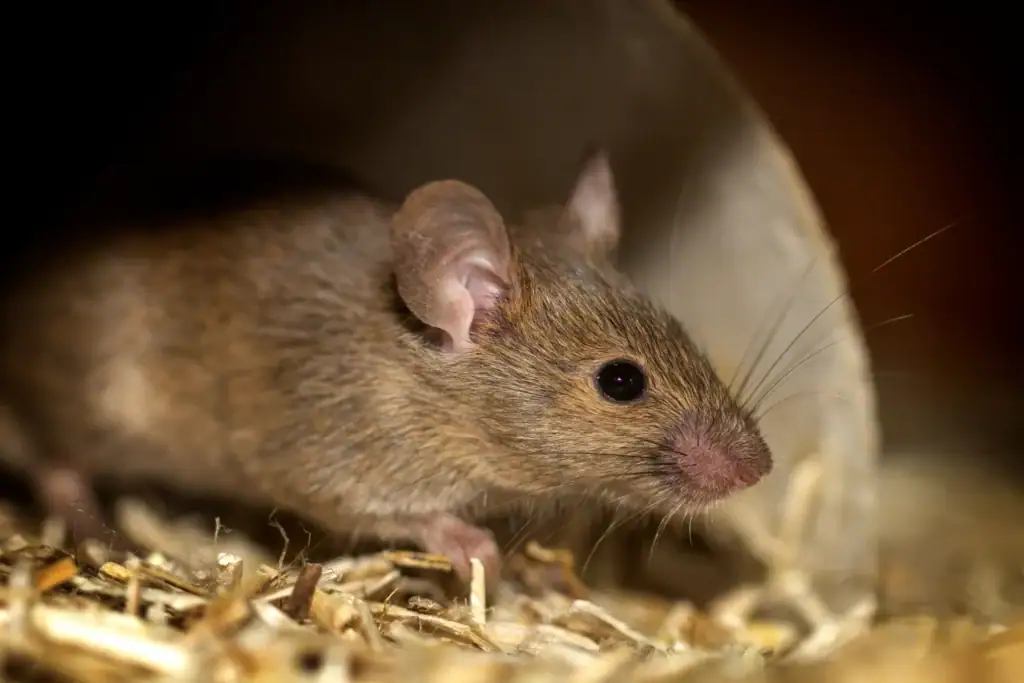 Rongeur souris dans un abri, contrôle des nuisibles, extermination des rats, service professionnel en Ontario, sécurité et efficacité pour la maison ou le commerce.