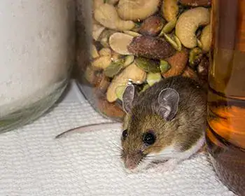 Rongeur domestique, souris dans un environnement intérieur avec noix et bouteilles, service de dératisation, désinsectisation pour éliminer les nuisibles.