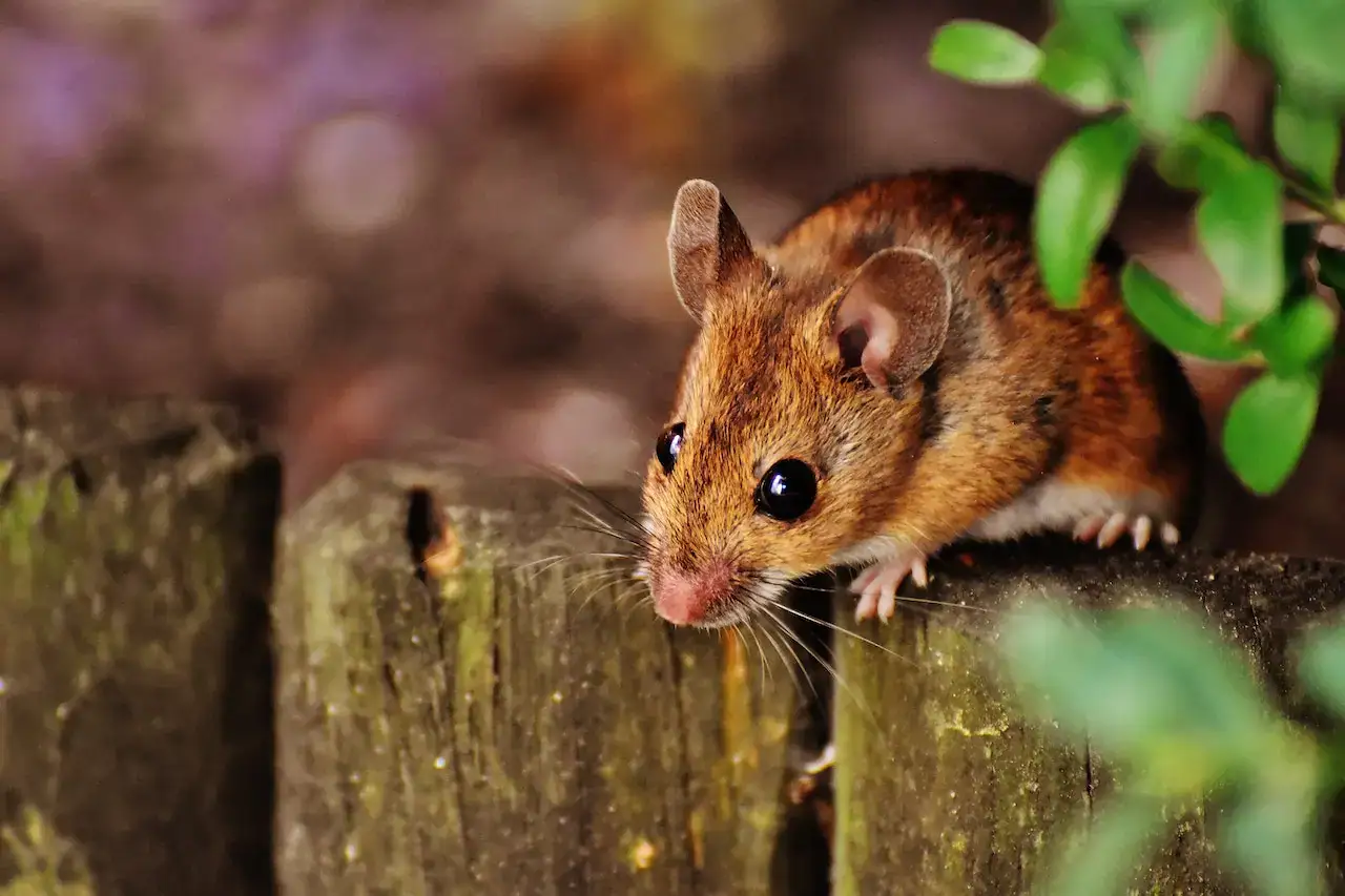 Rongeur de souris vivant en extérieur, sur une pièce de bois, près de végétation, dans un environnement naturel.