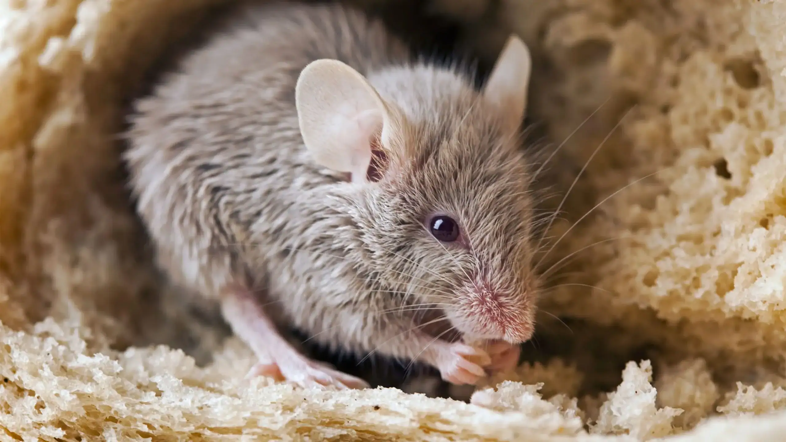Rongeur de souris dans un habitat en paille, contrôle professionnel des nuisibles, extermination de rongeurs, solution anti-souris à domicile.