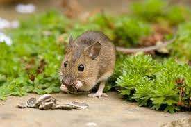 Rongeur souris sur un chemin naturel, ciblée pour l'extermination et le contrôle des rongeurs professionnels à SOS Extermination.