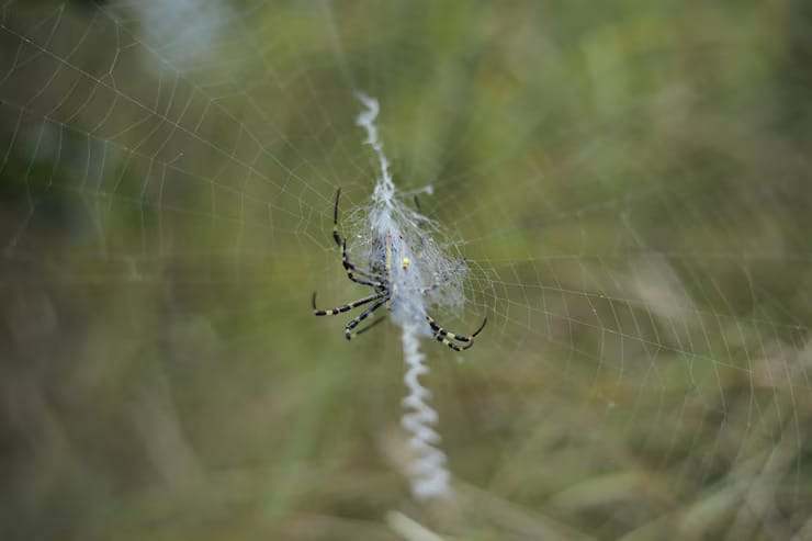 Araignée tisseuse dans une toile de saut, service de lutte contre les insectes nuisibles à Montréal.