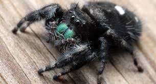 Antilope de maison noire, araignée toxique, insecte nuisible, contrôle des nuisibles, prévention des infestations de punaises de lit, extermination professionnelle.