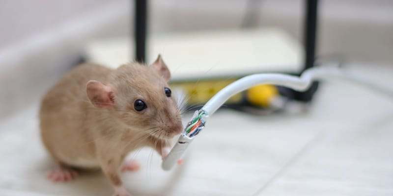 Rongeur mort avec fil électrique, contrôle de nuisibles par SOS Extermination, service professionnel extermination de nuisibles, solution efficace contre les rongeurs, élimination des rats et souris.