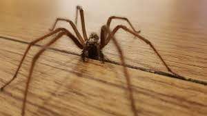 Faible image d'une araignée sur un plancher en bois pour un service de dératisation et de lutte contre les parasites.