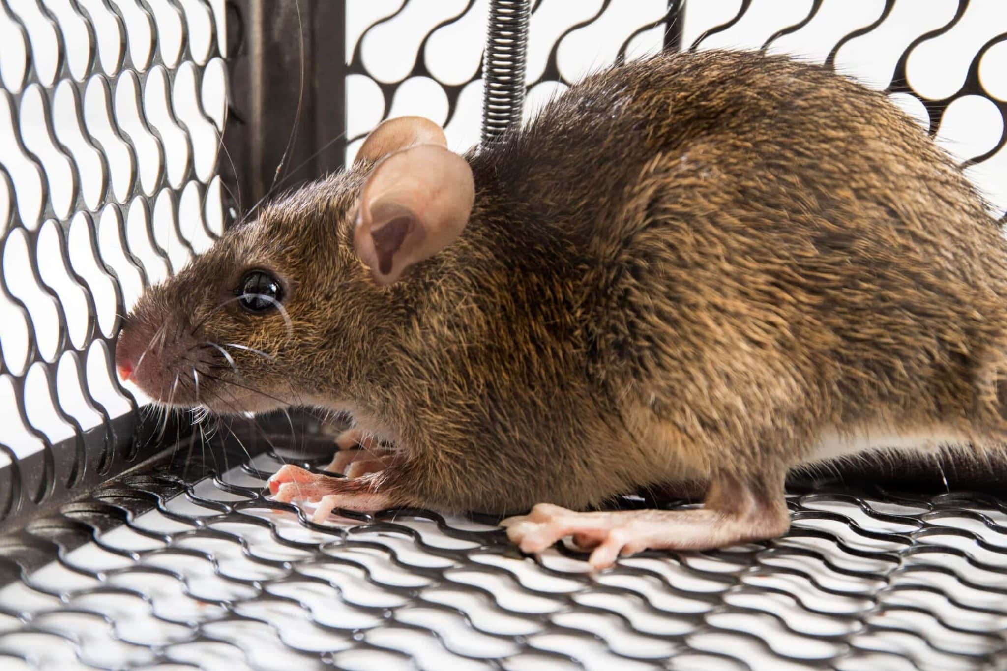 Rongeur captif dans une cage de dératisation, service professionnel de lutte antiparasitaire contre les rats et souris.