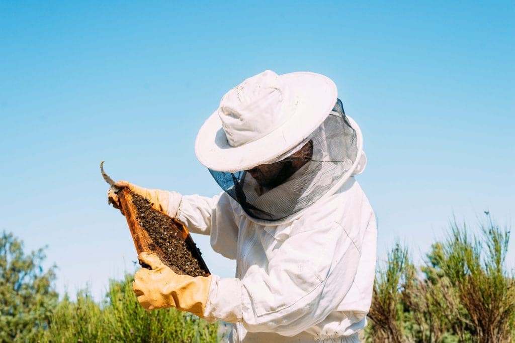 Notre expert en extermination inspectant une ruche d'abeilles pour assurer la sécurité et traiter efficacement les infestations nuisibles. SAS Extermination offre des services professionnels pour éliminer les nuisibles.