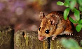 Rongeur souris photograph montrant un rongeur grisâtre près d'un arbre avec des feuilles vertes à proximité.
