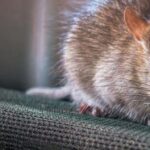 Venomouse à souris, contrôle des nuisibles, extermination de rongeurs, service professionnel, lutte antiparasitaire, SOS Extermination, équipe experte, solutions écologiques, élimination sécuritaire, rats et souris, intervention rapide.