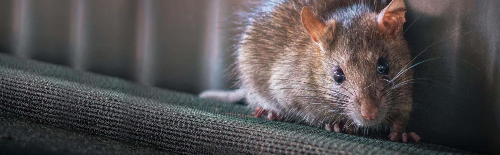 Venomouse à souris, contrôle des nuisibles, extermination de rongeurs, service professionnel, lutte antiparasitaire, SOS Extermination, équipe experte, solutions écologiques, élimination sécuritaire, rats et souris, intervention rapide.