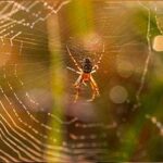 araignees