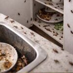 coquerelles a montréal