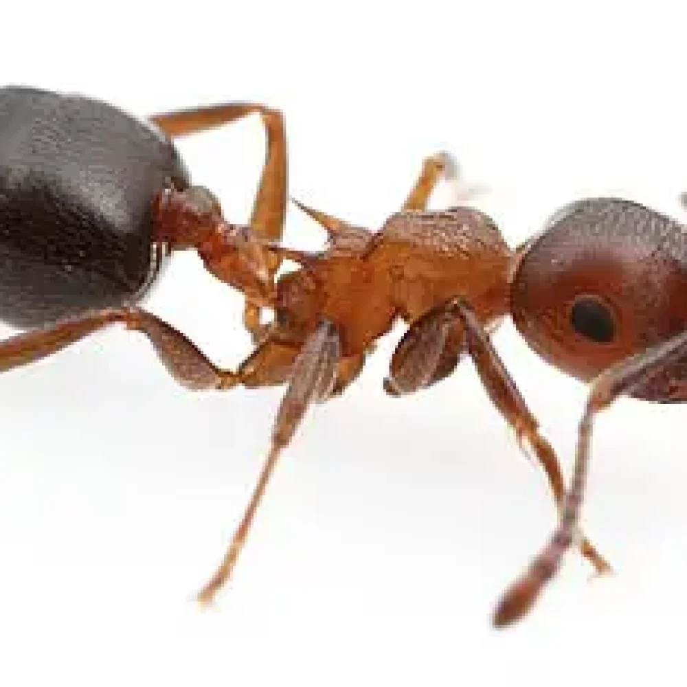 Fourmi noire en gros plan, service de contrôle des nuisibles, extermination de fourmis, spécialiste en lutte antiparasitaire, solution rapide et efficace pour éliminer les infestations de fourmis.