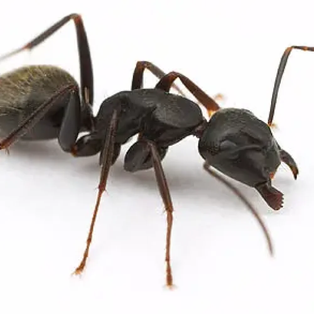 Ant ant, traitement anti-fourmis professionnel, contrôle des nuisibles, extermination efficace, services de lutte antiparasitaire à Montréal.