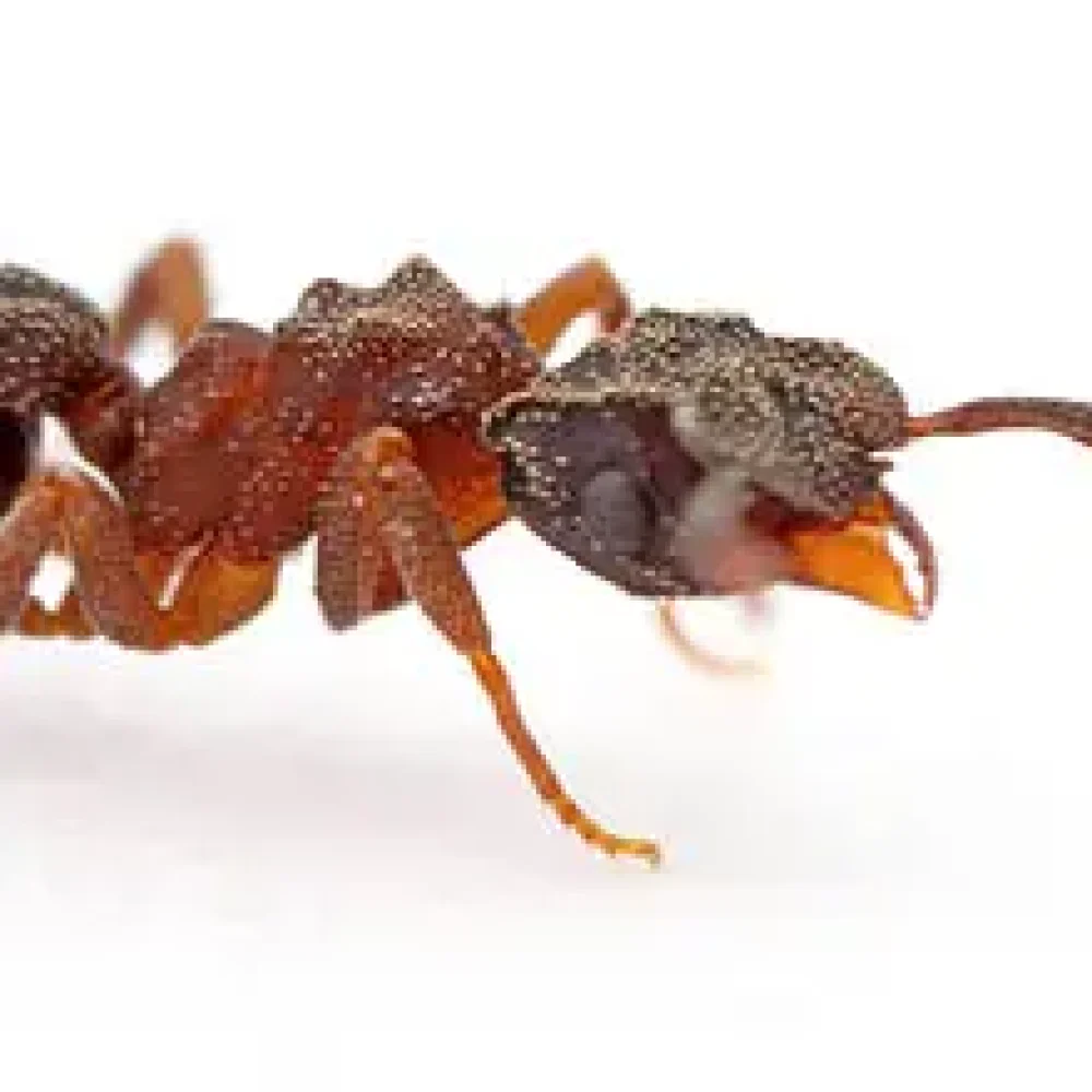 Fourmi parasite attaquant une autre fourmi, extermination de nuisibles, service professionnel antiparasitaire à Montréal, lutte contre les infestations de fourmis.