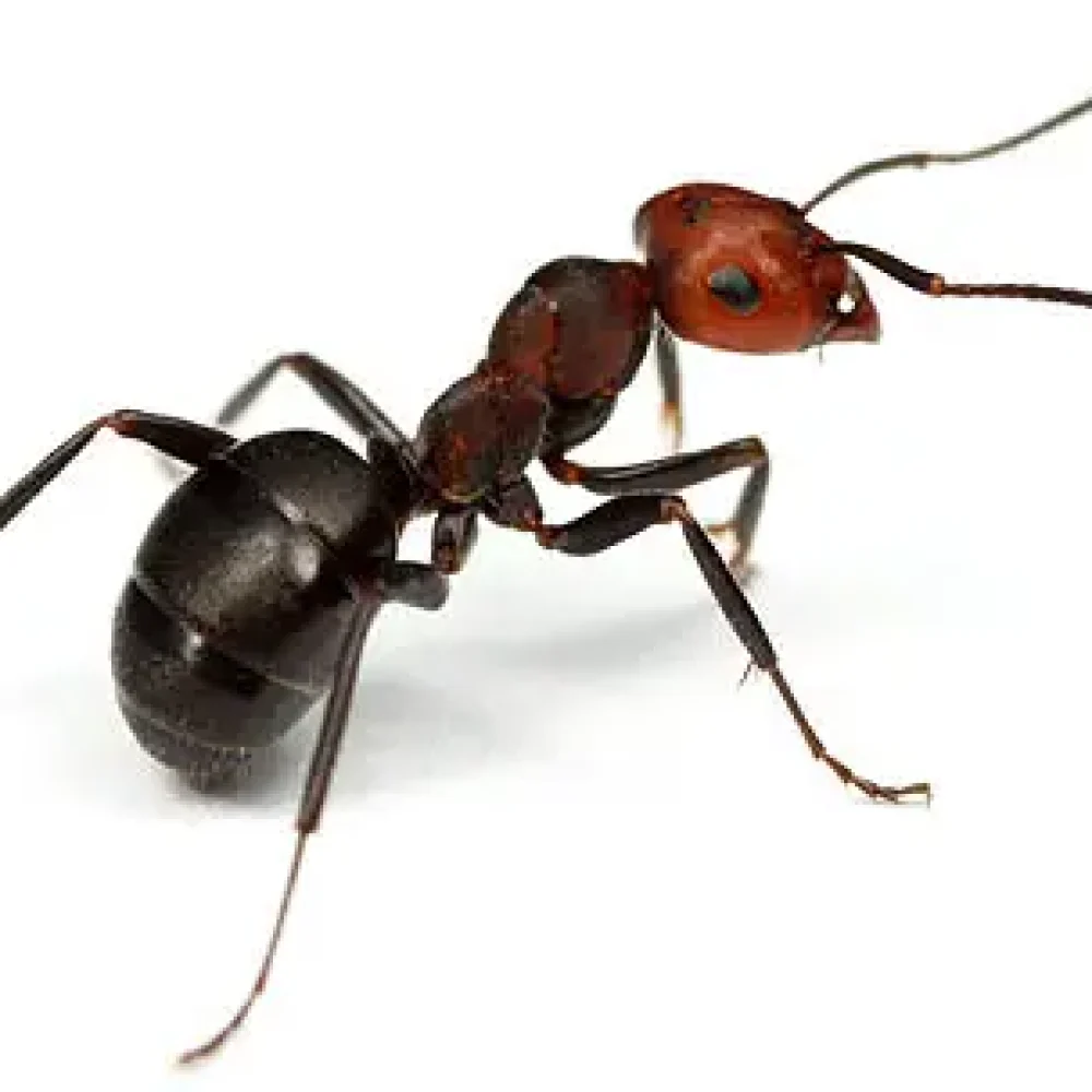 Ant an ant species on a white background, close-up of an insect with detailed body segments.